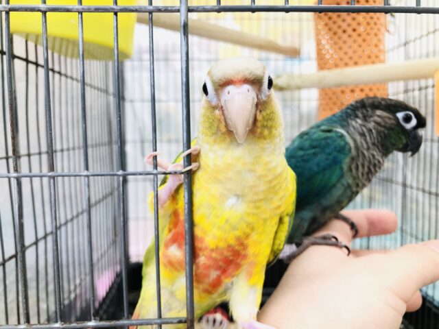 ホオミドリウロコインコ