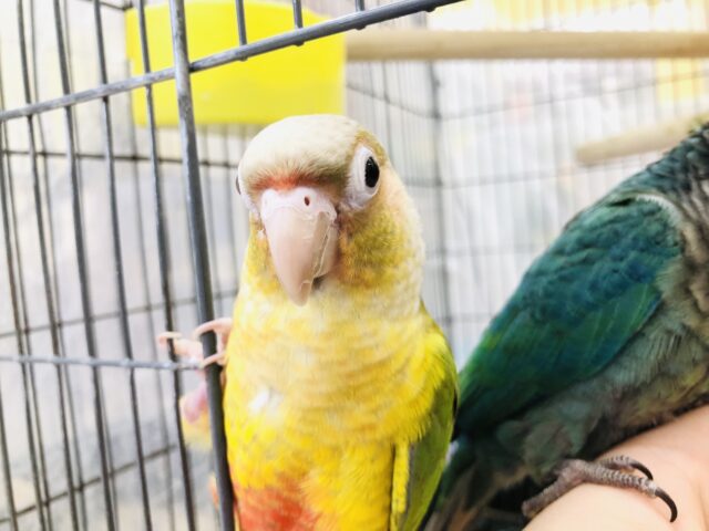 ホオミドリウロコインコ