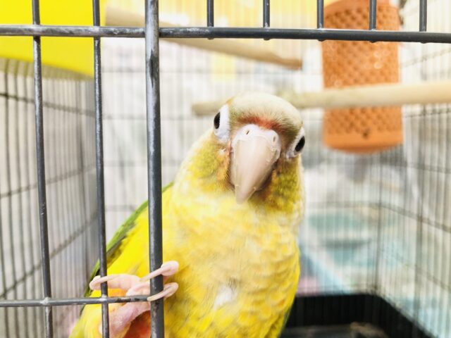 ホオミドリウロコインコ