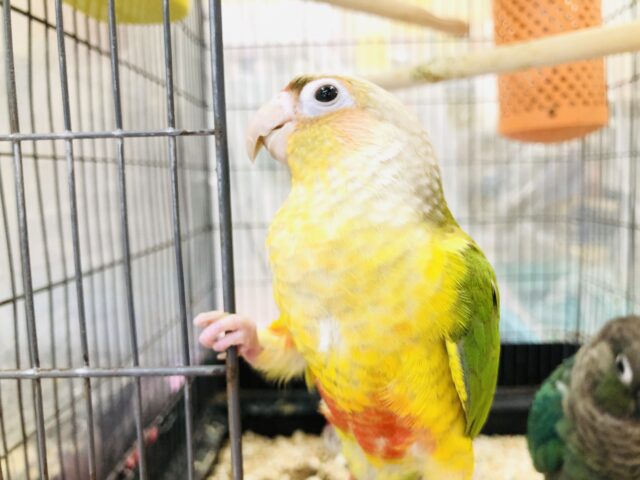 ホオミドリウロコインコ