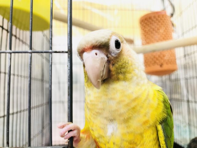 ホオミドリウロコインコ