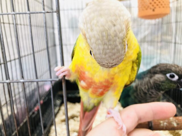 ホオミドリウロコインコ