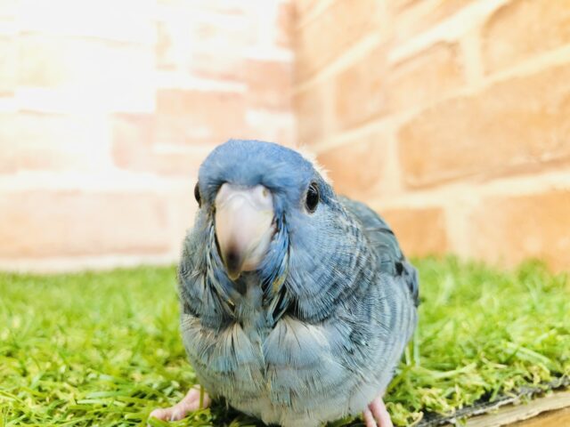 サザナミインコ