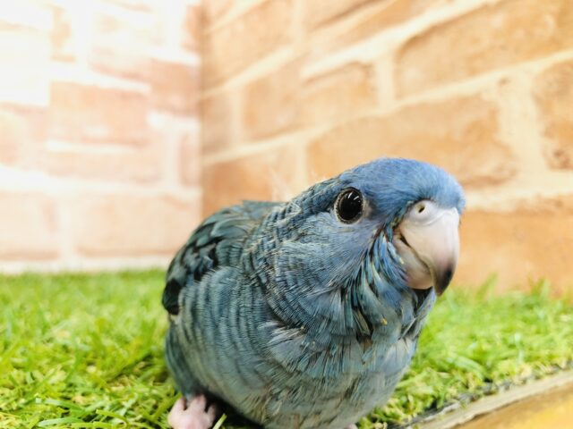 サザナミインコ