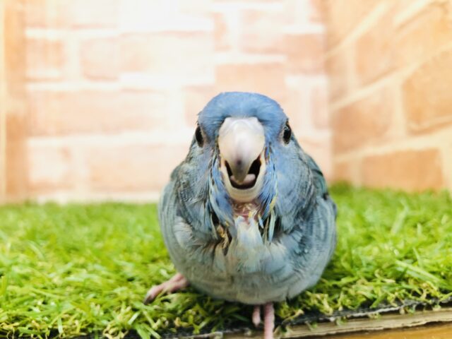 サザナミインコ