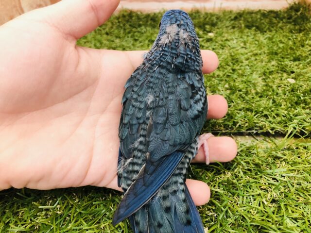 サザナミインコ