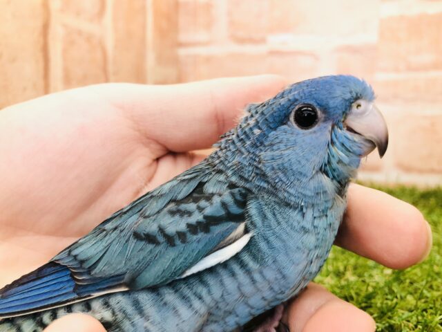 サザナミインコ