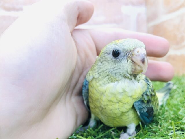 ビセイインコ（美声インコ）