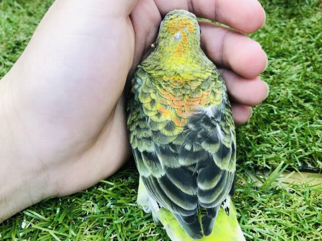 ビセイインコ（美声インコ）