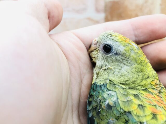 ビセイインコ（美声インコ）