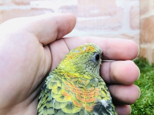 ビセイインコ（美声インコ）