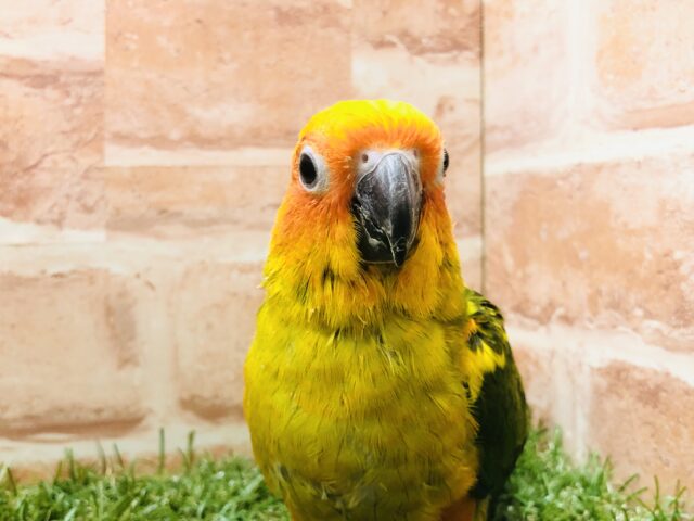 コガネメキシコインコ