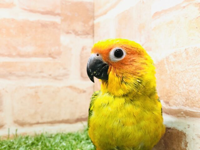 コガネメキシコインコ