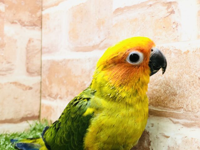 コガネメキシコインコ