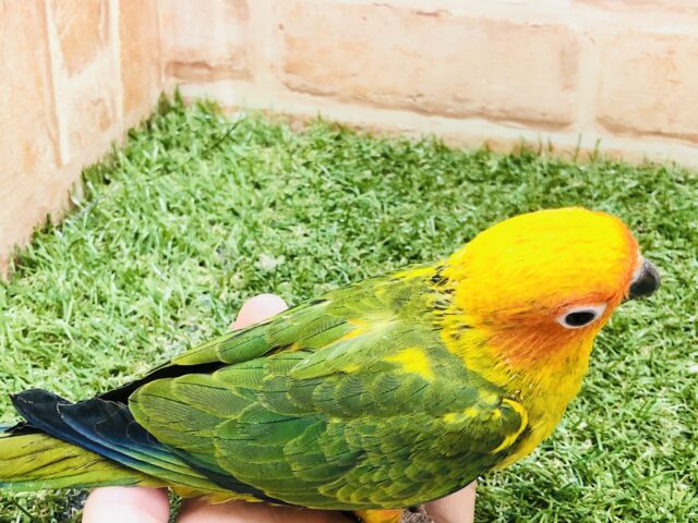 コガネメキシコインコ