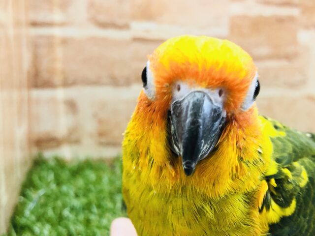 コガネメキシコインコ