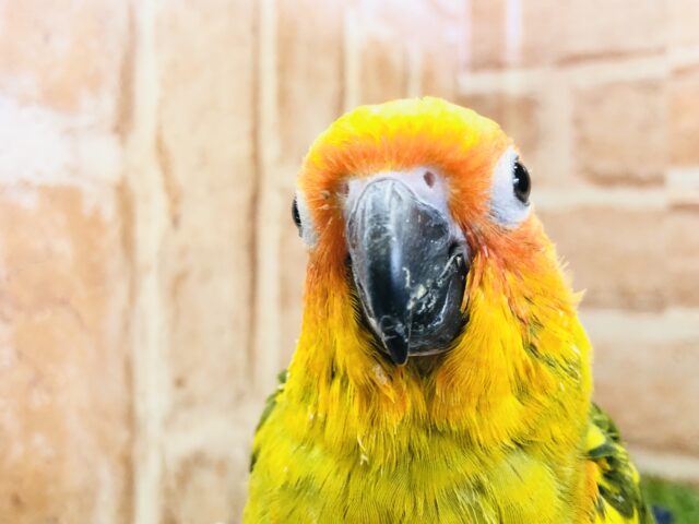 【最新画像更新✨】ちょ~ベタなれ!! コガネメキシコインコ R5 4/8撮影 コガネメキシコインコ