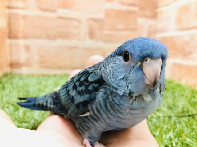 サザナミインコ