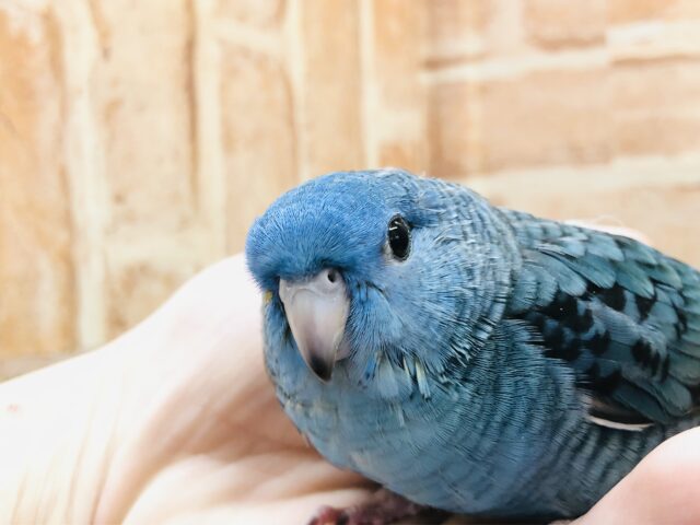 サザナミインコ