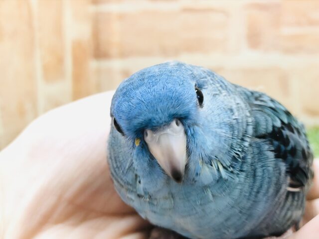サザナミインコ