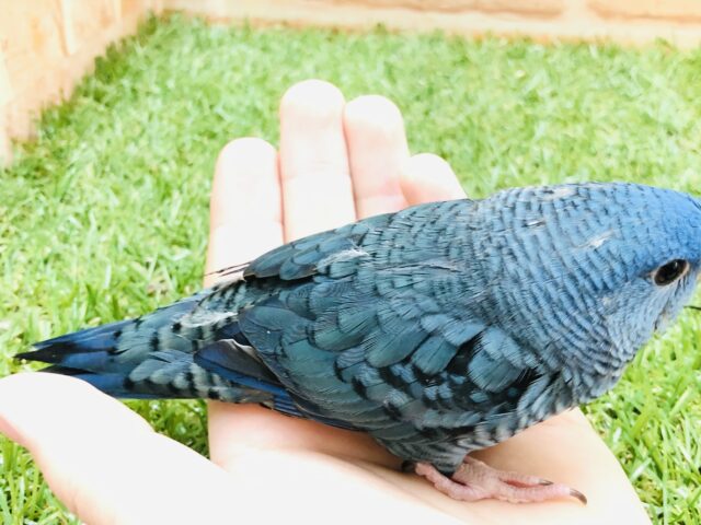 サザナミインコ