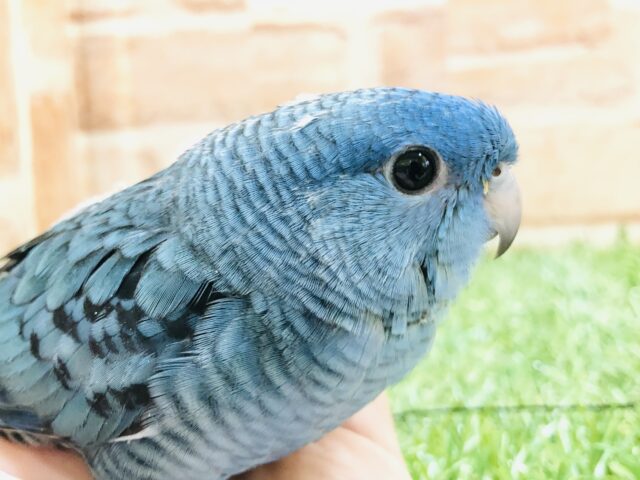 サザナミインコ