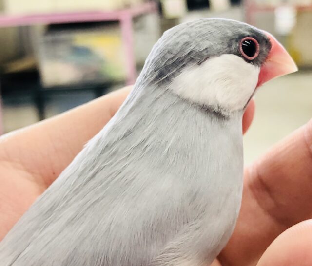 シルバー文鳥