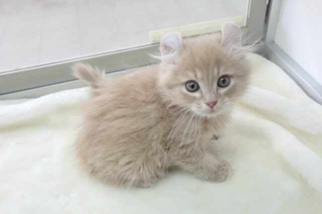 アメリカンカール