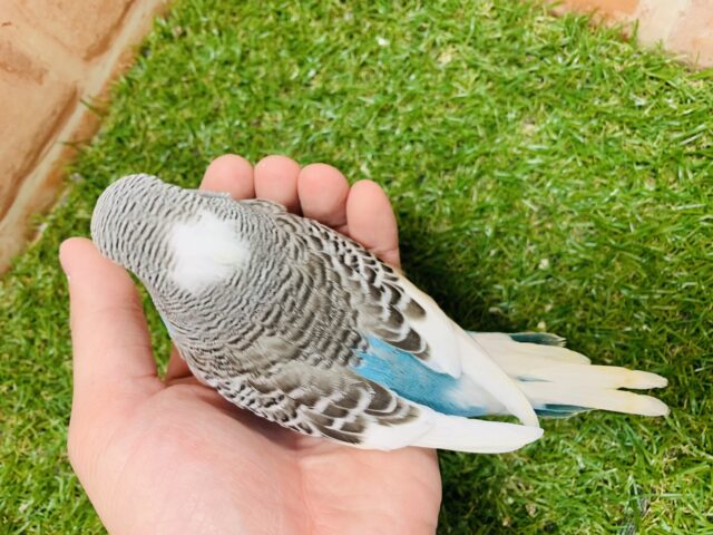 ジャンボセキセイインコ
