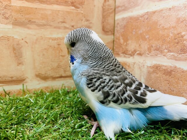 ジャンボセキセイインコ