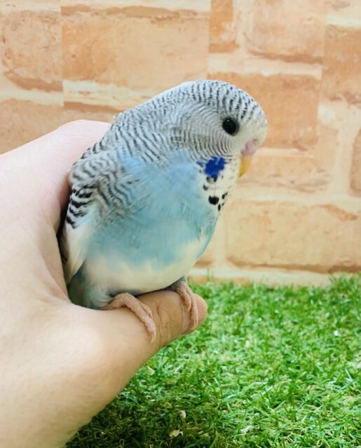 ジャンボセキセイインコ