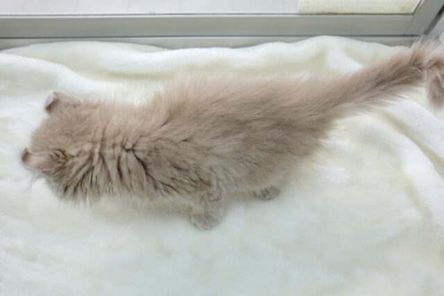 アメリカンカール