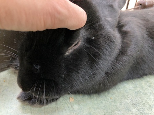 フレミッシュジャイアント