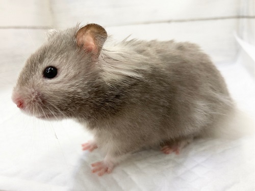 ゴールデンハムスター
