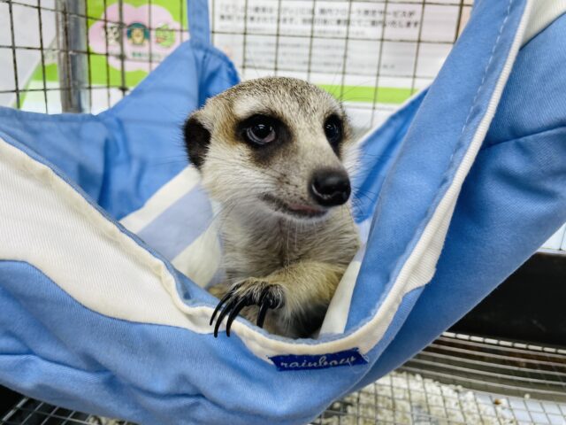 ミーアキャット