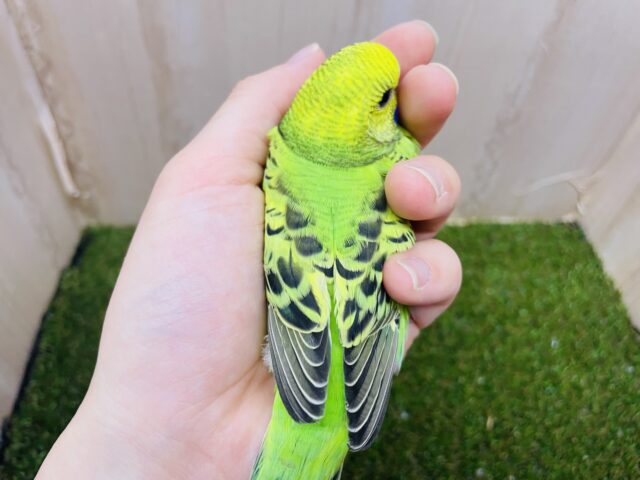 セキセイインコ