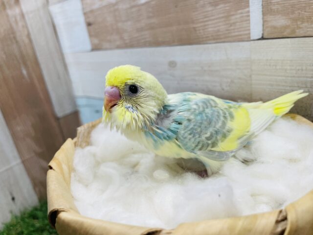 セキセイインコ