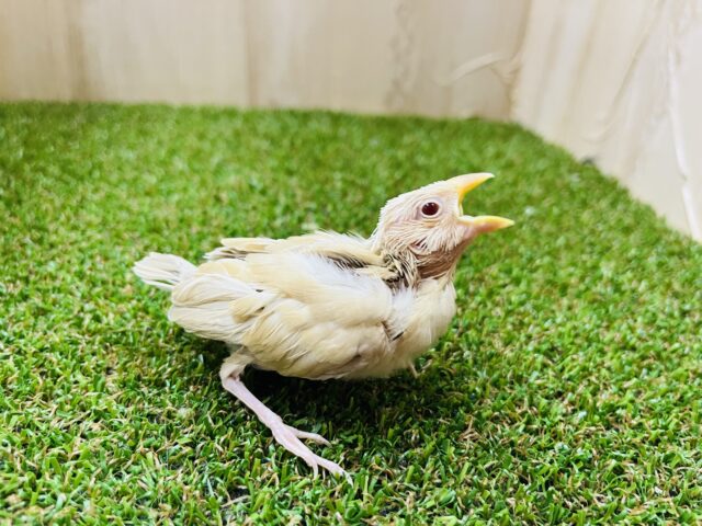 シナモン文鳥