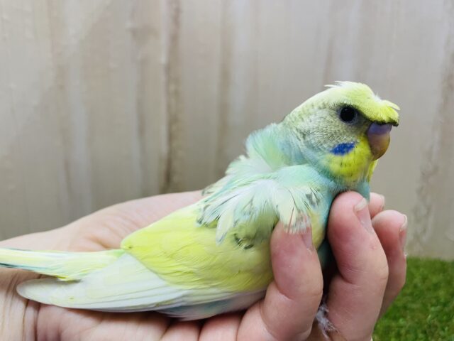 羽衣セキセイインコ