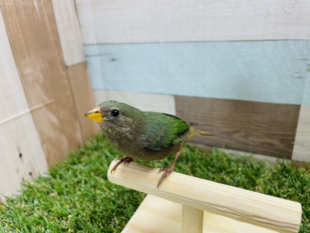 ヒノマルチョウ（日の丸鳥）