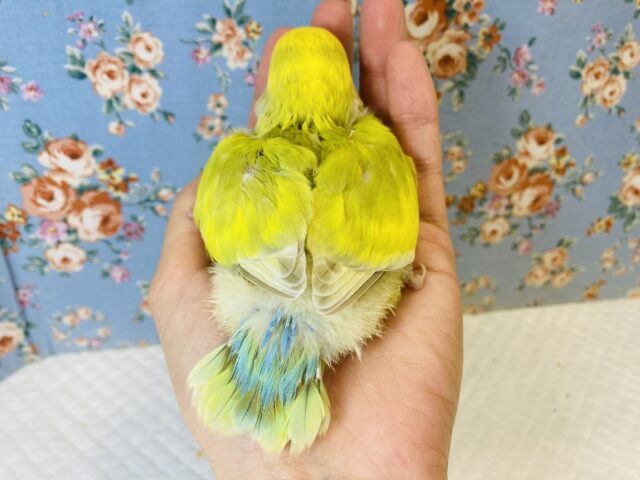 コザクラインコ（小桜インコ）