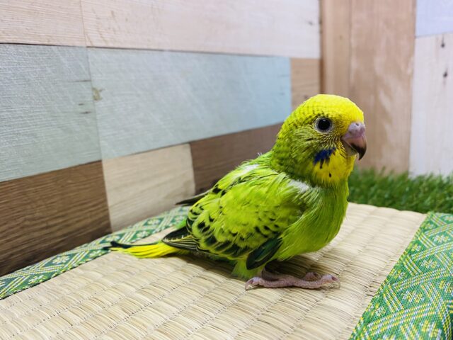 セキセイインコ