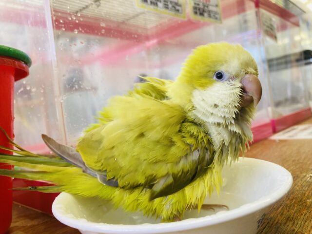 オキナインコ