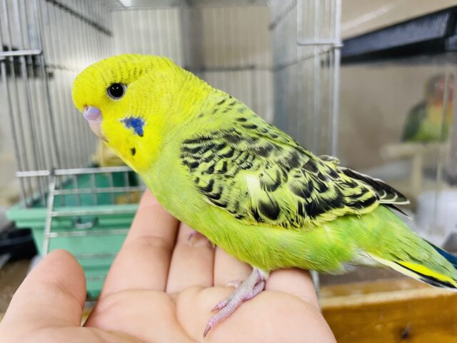 ジャンボセキセイインコ