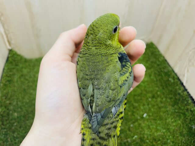 サザナミインコ