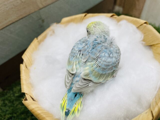 セキセイインコ