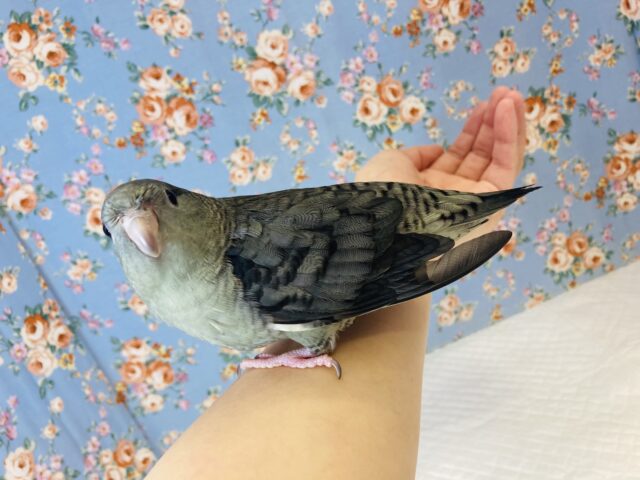 サザナミインコ