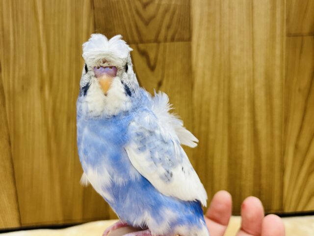 羽衣セキセイインコ