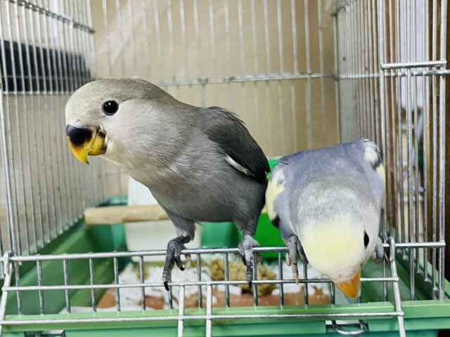 コザクラインコ（小桜インコ）