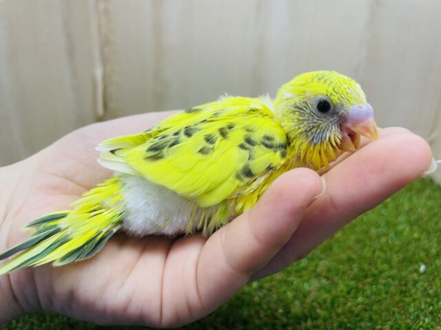 セキセイインコ